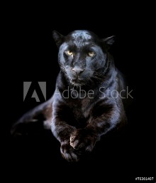 Bild på Black leopard